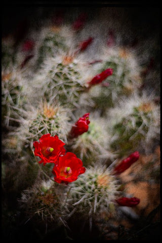 Desert Flower 6 Black Ornate Wood Framed Art Print with Double Matting by LightBoxJournal