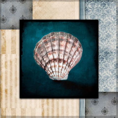 Blue Sea Clam Shell 2 Black Ornate Wood Framed Art Print with Double Matting by LightBoxJournal