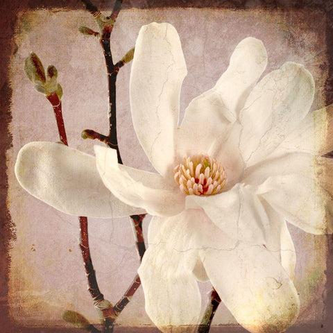 Paper Magnolia Closeup Gold Ornate Wood Framed Art Print with Double Matting by LightBoxJournal