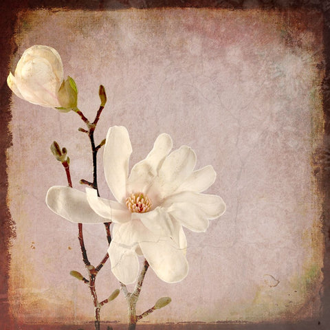 Paper Magnolia Duo White Modern Wood Framed Art Print with Double Matting by LightBoxJournal