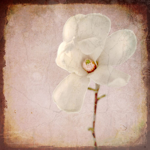 Paper Magnolia White Modern Wood Framed Art Print with Double Matting by LightBoxJournal