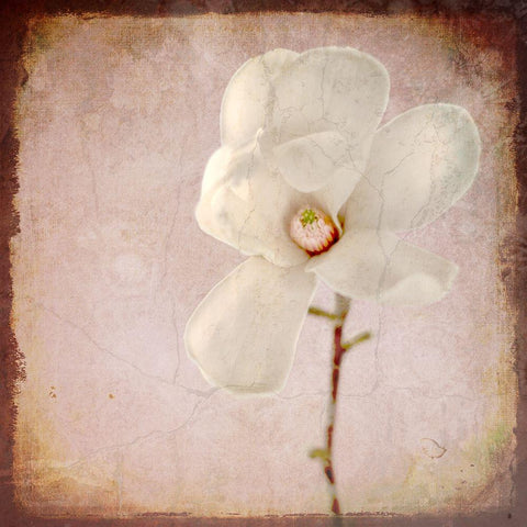 Paper Magnolia Black Modern Wood Framed Art Print by LightBoxJournal