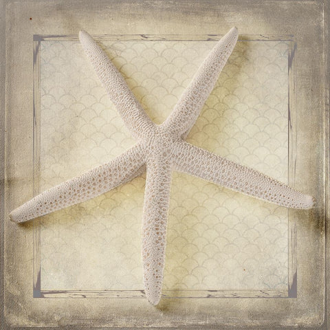 Starfish White Modern Wood Framed Art Print with Double Matting by LightBoxJournal