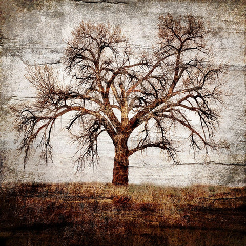 Cottonwood Tree Part 01 White Modern Wood Framed Art Print with Double Matting by LightBoxJournal