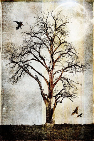 Cottonwood Tree Part 02 Black Ornate Wood Framed Art Print with Double Matting by LightBoxJournal