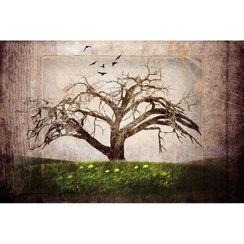 Cottonwood Tree Part 03 White Modern Wood Framed Art Print by LightBoxJournal