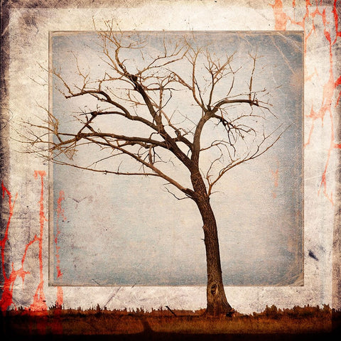 Cottonwood Tree Part 05 White Modern Wood Framed Art Print with Double Matting by LightBoxJournal