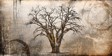 Cottonwood Tree Part 07 Black Ornate Wood Framed Art Print with Double Matting by LightBoxJournal