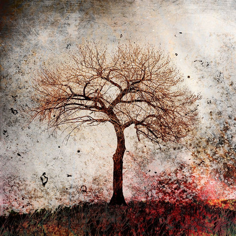 Cottonwood Tree Part 09 Black Ornate Wood Framed Art Print with Double Matting by LightBoxJournal