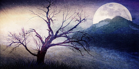 Cottonwood Tree Part 11 White Modern Wood Framed Art Print with Double Matting by LightBoxJournal