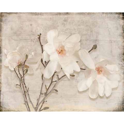 Spring Magnolia Black Modern Wood Framed Art Print with Double Matting by LightBoxJournal