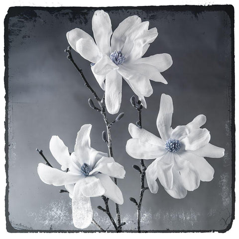 Blue Magnolia 2 Black Modern Wood Framed Art Print with Double Matting by LightBoxJournal