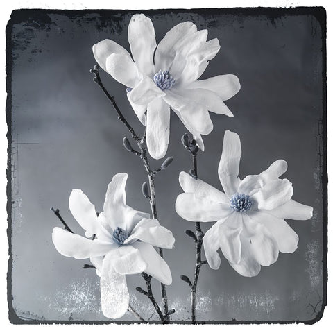 Blue Magnolia 2 White Modern Wood Framed Art Print with Double Matting by LightBoxJournal