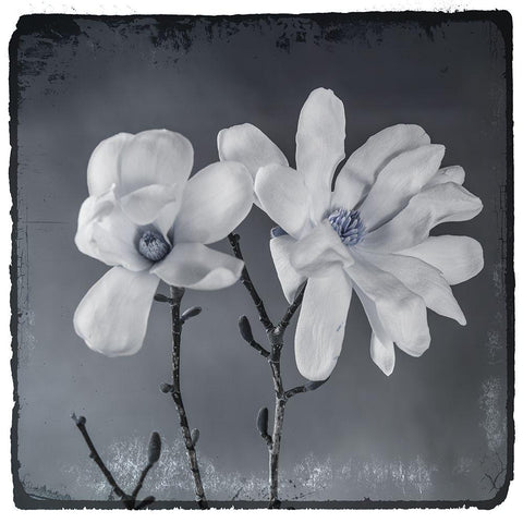 Blue Magnolia 3 Black Modern Wood Framed Art Print with Double Matting by LightBoxJournal