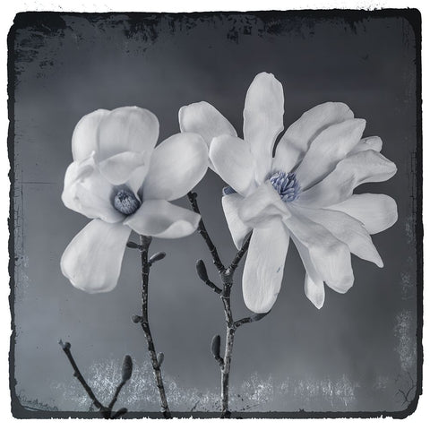 Blue Magnolia 3 Black Ornate Wood Framed Art Print with Double Matting by LightBoxJournal