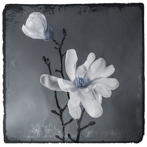 Blue Magnolia White Modern Wood Framed Art Print with Double Matting by LightBoxJournal