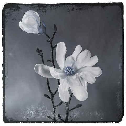 Blue Magnolia Black Modern Wood Framed Art Print with Double Matting by LightBoxJournal