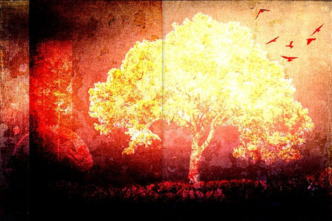 July Tree 4 Black Ornate Wood Framed Art Print with Double Matting by LightBoxJournal