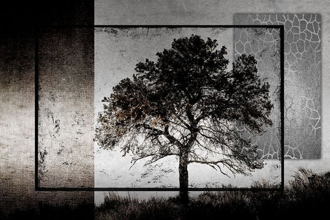 July Tree Black Ornate Wood Framed Art Print with Double Matting by LightBoxJournal