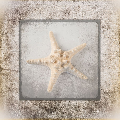 Stone Star 2 Black Ornate Wood Framed Art Print with Double Matting by LightBoxJournal