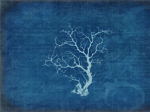 Gypsy Blue Cyanotype V2 Black Ornate Wood Framed Art Print with Double Matting by LightBoxJournal