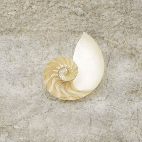 Gypsy Sea Life V1 White Modern Wood Framed Art Print with Double Matting by LightBoxJournal