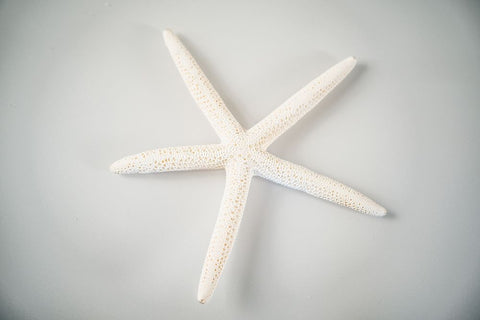 Sea Star 1 White Modern Wood Framed Art Print with Double Matting by LightBoxJournal