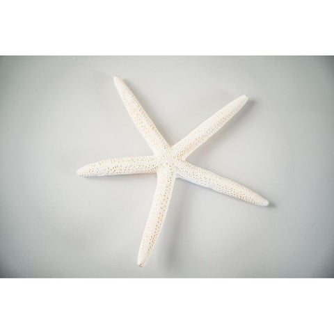 Sea Star 1 White Modern Wood Framed Art Print by LightBoxJournal