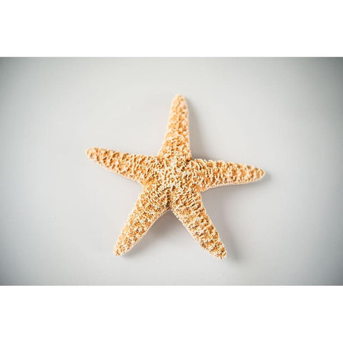 Sea Star 4 Black Modern Wood Framed Art Print with Double Matting by LightBoxJournal