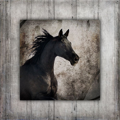 GypsyHorse Collection V1 5 White Modern Wood Framed Art Print with Double Matting by LightBoxJournal