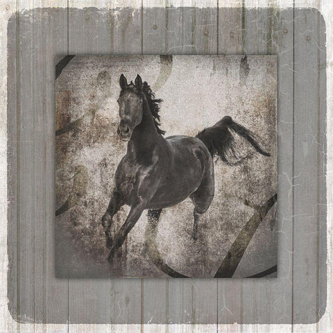 GypsyHorse Collection V1 11 Black Modern Wood Framed Art Print with Double Matting by LightBoxJournal