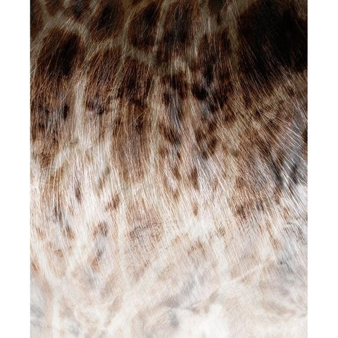 Animal_SurfacePattern V1 9 Black Modern Wood Framed Art Print by LightBoxJournal