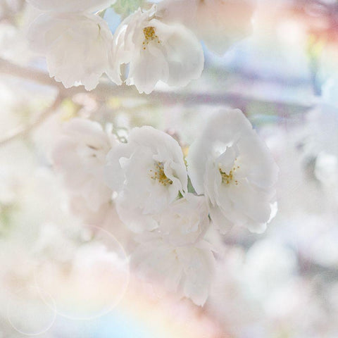 Apple Blossoms 01 White Modern Wood Framed Art Print by LightBoxJournal