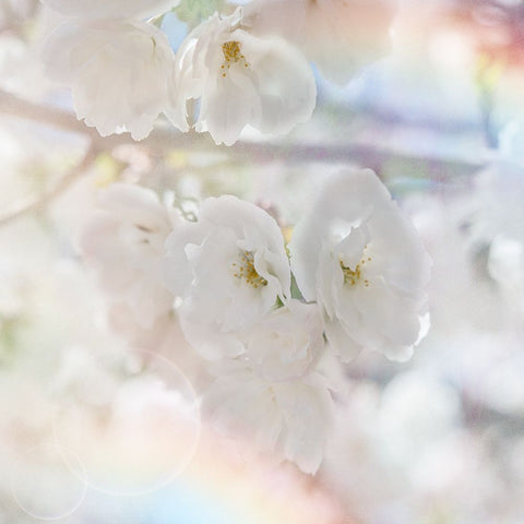 Apple Blossoms 01 Black Ornate Wood Framed Art Print with Double Matting by LightBoxJournal