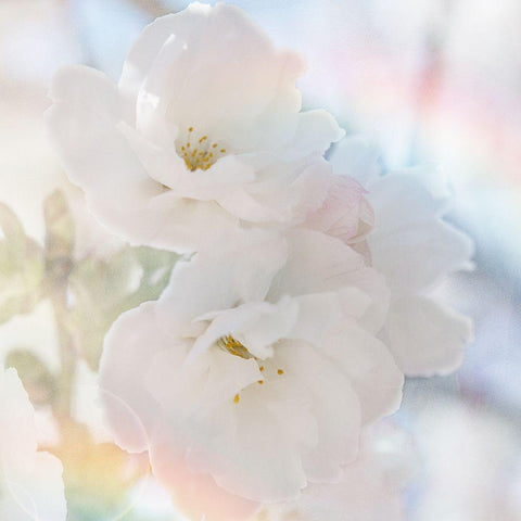Apple Blossoms 02 White Modern Wood Framed Art Print by LightBoxJournal