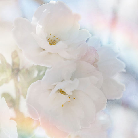 Apple Blossoms 02 White Modern Wood Framed Art Print with Double Matting by LightBoxJournal