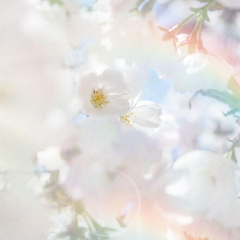 Apple Blossoms 03 White Modern Wood Framed Art Print by LightBoxJournal