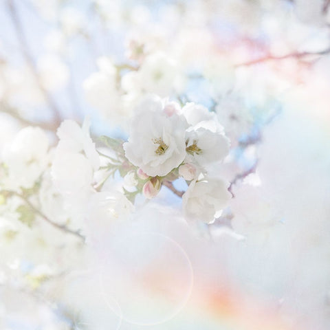 Apple Blossoms 04 White Modern Wood Framed Art Print with Double Matting by LightBoxJournal
