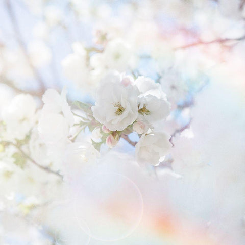 Apple Blossoms 04 Black Modern Wood Framed Art Print by LightBoxJournal