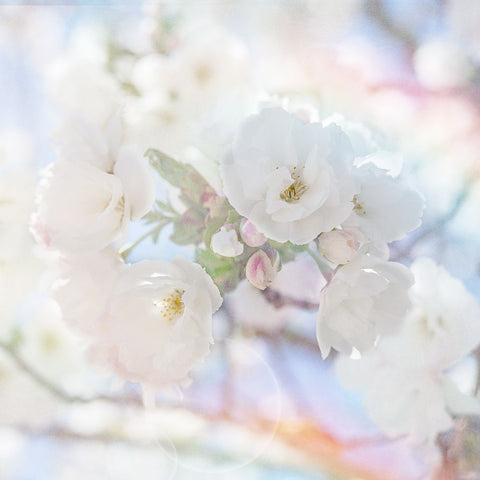 Apple Blossoms 05 White Modern Wood Framed Art Print with Double Matting by LightBoxJournal