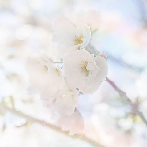 Apple Blossoms 06 Black Modern Wood Framed Art Print with Double Matting by LightBoxJournal