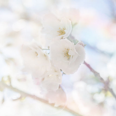 Apple Blossoms 06 White Modern Wood Framed Art Print with Double Matting by LightBoxJournal