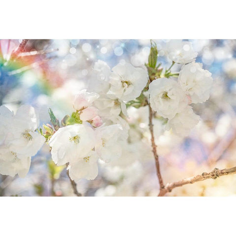 White Spring Blossoms 01 White Modern Wood Framed Art Print by LightBoxJournal