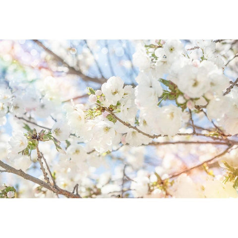 White Spring Blossoms 02 White Modern Wood Framed Art Print by LightBoxJournal