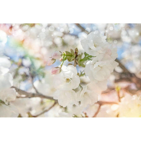 White Spring Blossoms 03 White Modern Wood Framed Art Print by LightBoxJournal