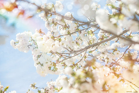 White Spring Blossoms 04 Black Ornate Wood Framed Art Print with Double Matting by LightBoxJournal