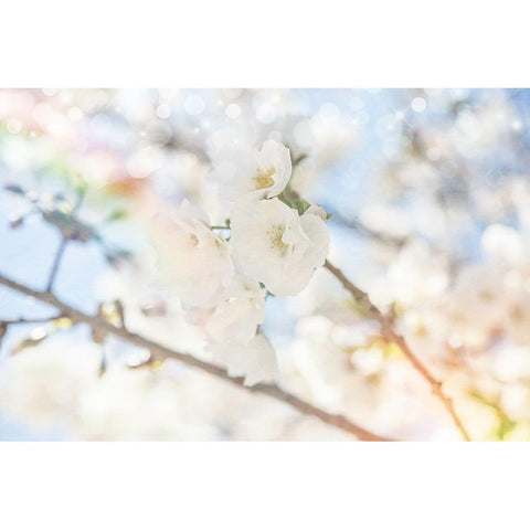 White Spring Blossoms 05 White Modern Wood Framed Art Print by LightBoxJournal