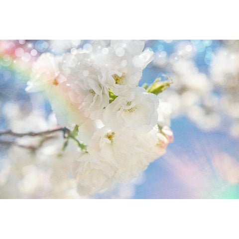 White Spring Blossoms 08 White Modern Wood Framed Art Print by LightBoxJournal