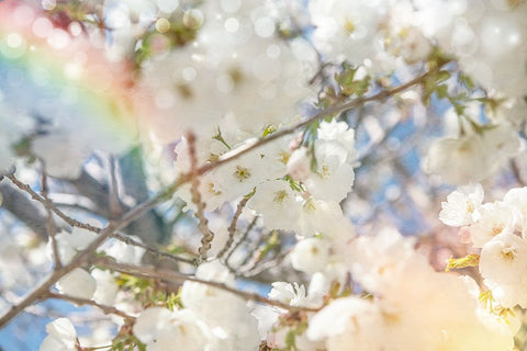 White Spring Blossoms 09 Black Ornate Wood Framed Art Print with Double Matting by LightBoxJournal