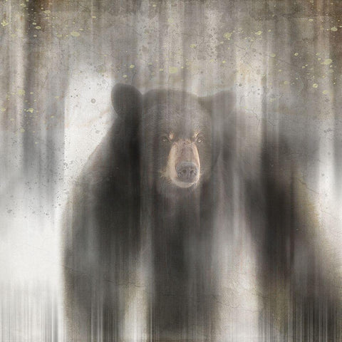 Antique Wildlife bear White Modern Wood Framed Art Print by LightBoxJournal